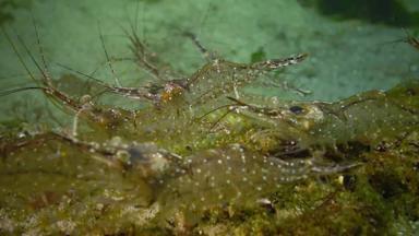 积累虾海底陈海敖德萨海湾帕拉蒙adspersus一般被称为波罗的海虾物种虾频繁的黑色的海